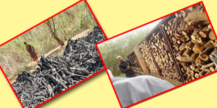 Charcoal production not by occurring deforestation